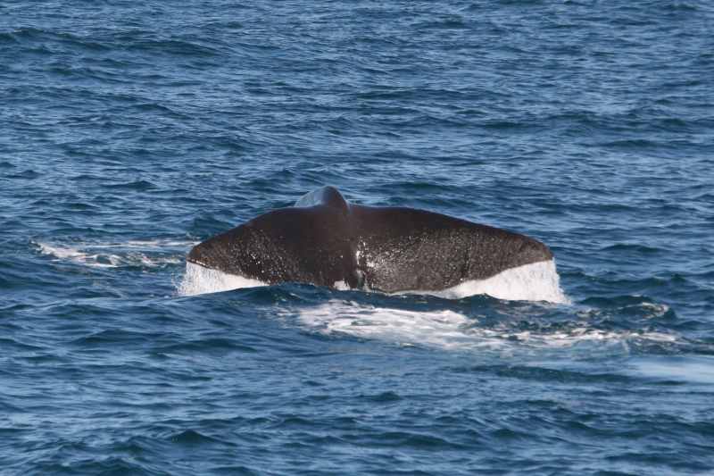 Nieuw-Zeeland 2011 - 1210